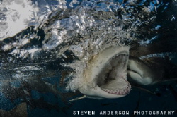One big bite at Tiger Beach .... Lemon Shark fun! by Steven Anderson 